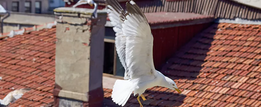 Residential Chimney Animal Removal Solution in Nederland, TX
