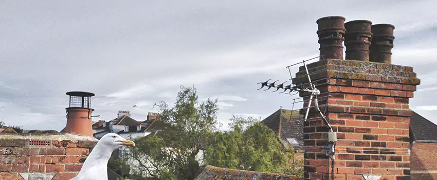 Chimney Cleaning And Restoration in Nederland, Texas